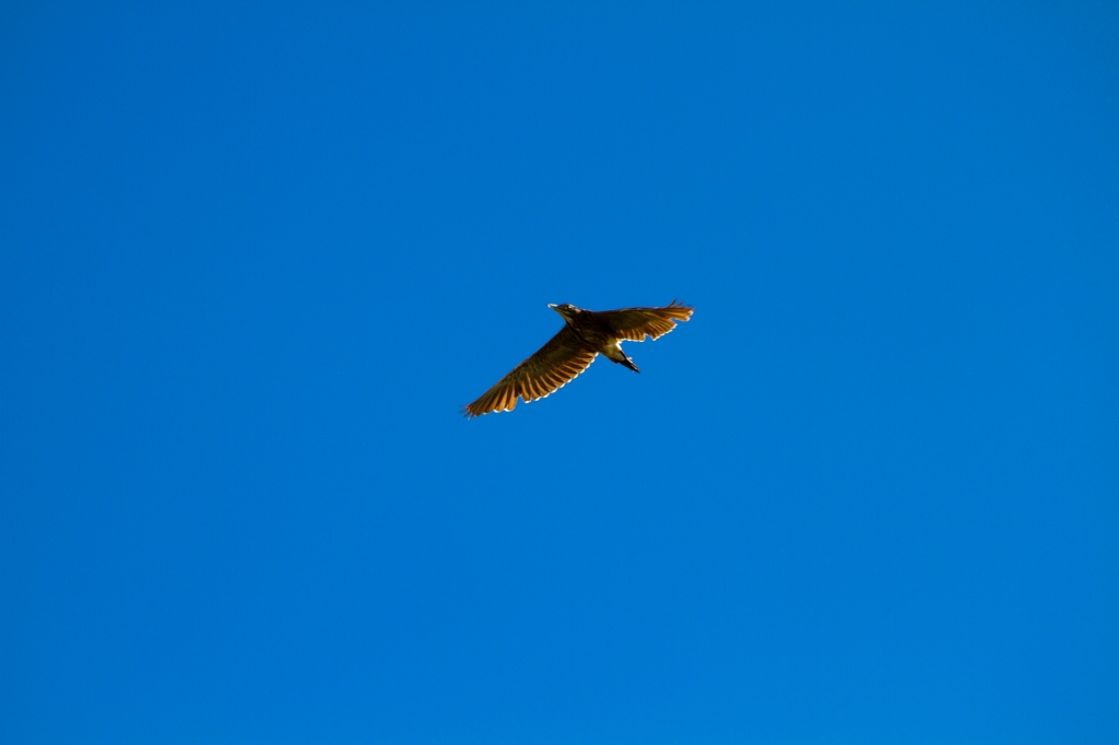 02 - Tamar island (10).jpg